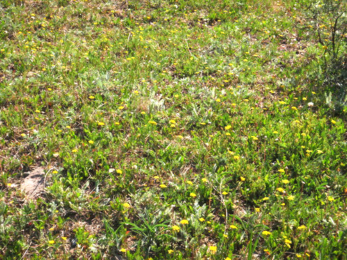 a big patch of short Yellow Yarrow.